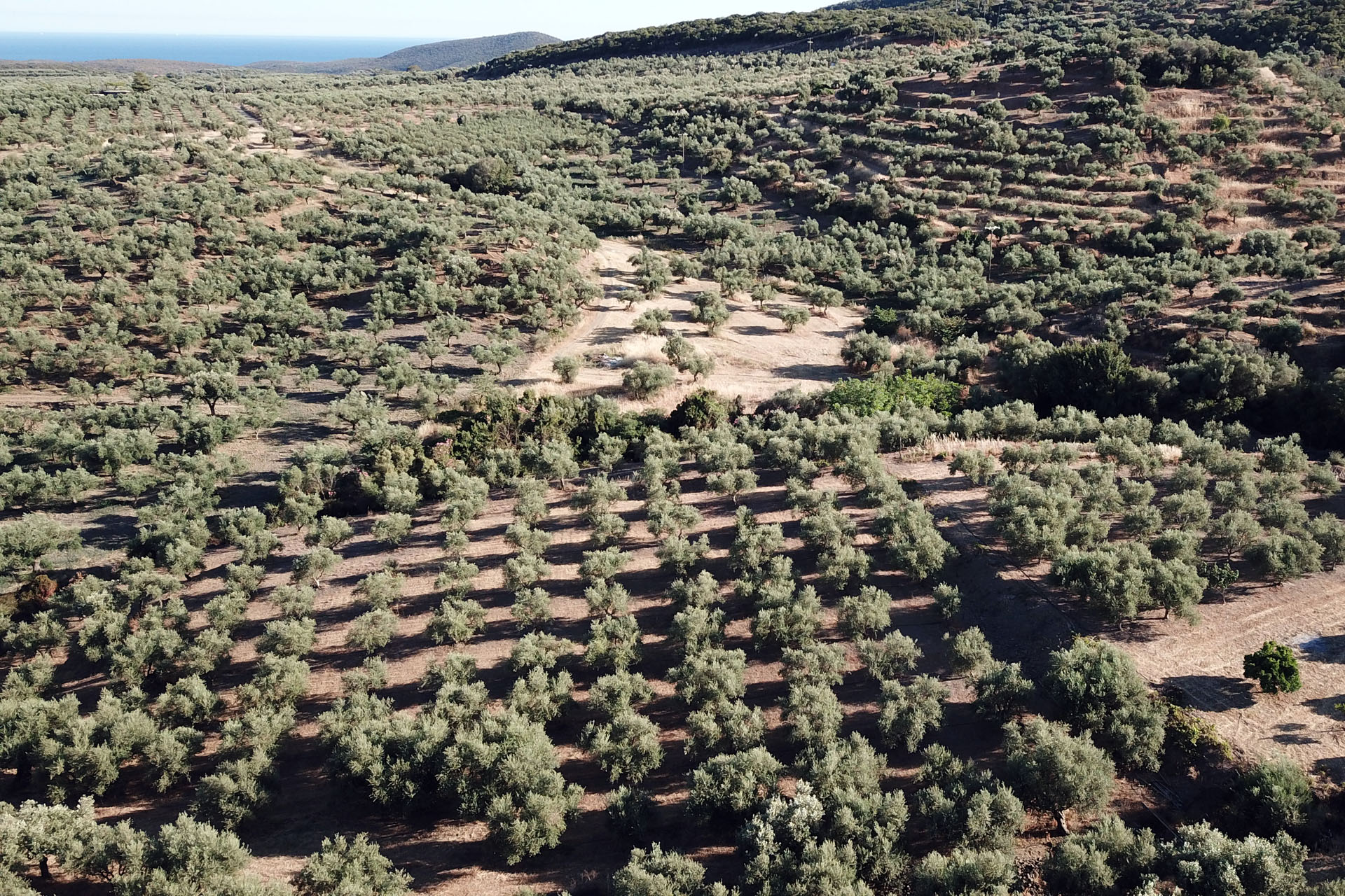 Olive trees