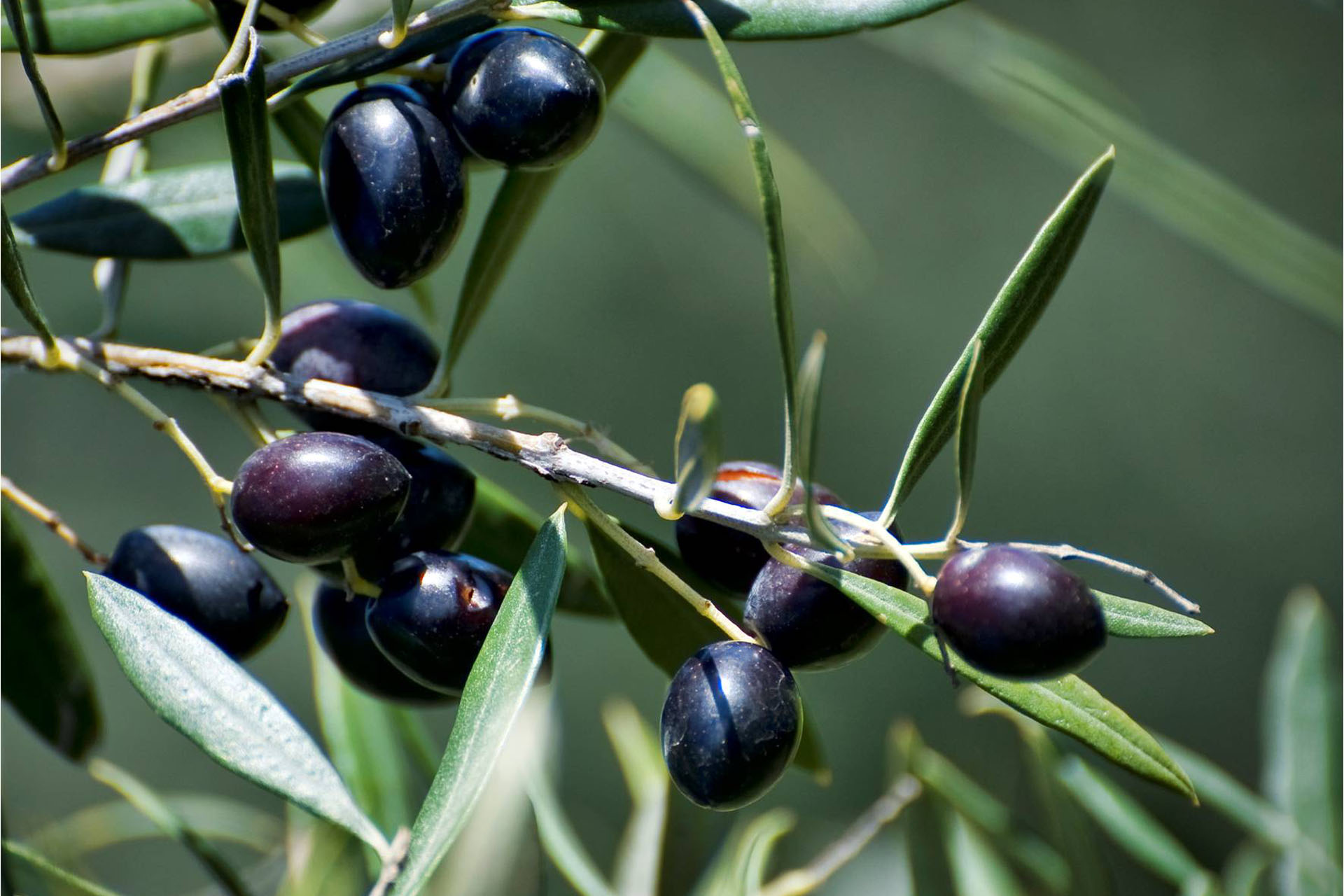 Olive trees